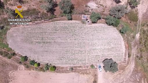 Vista desde un drone de la plantación de marihuana descubierta en el Cerro del Andévalo