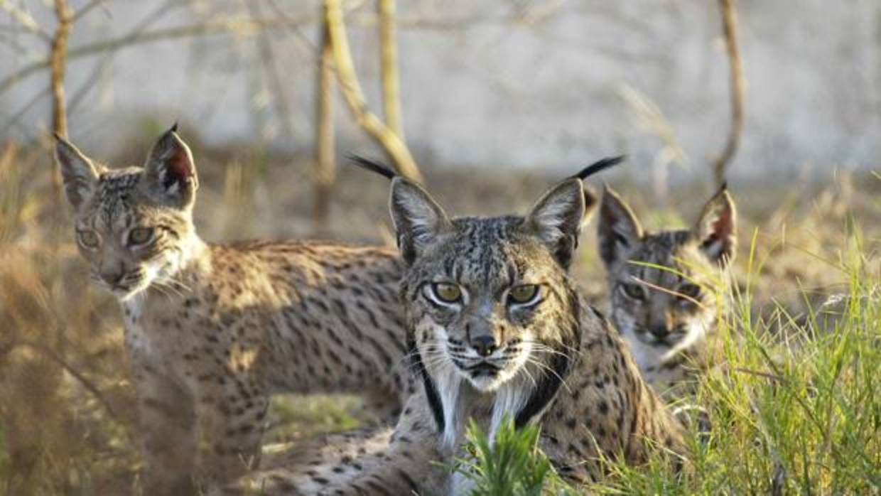 Tres linces ibéricos criados en el centro El Acebuche