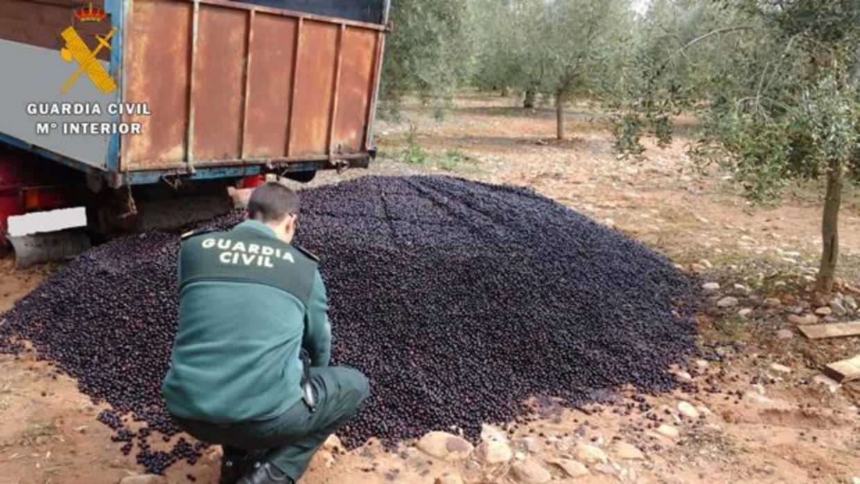 Aceitunas recuperadas en una de las muchas intervenciones de la Guardia Civil