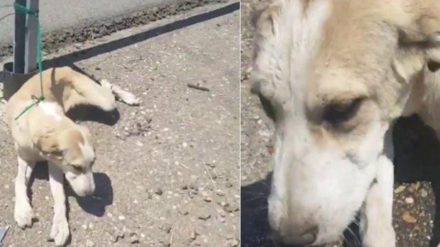 Rescatan a un perro abandonado en una carretera de Córdoba