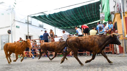 Las vaquillas, durante el encierro