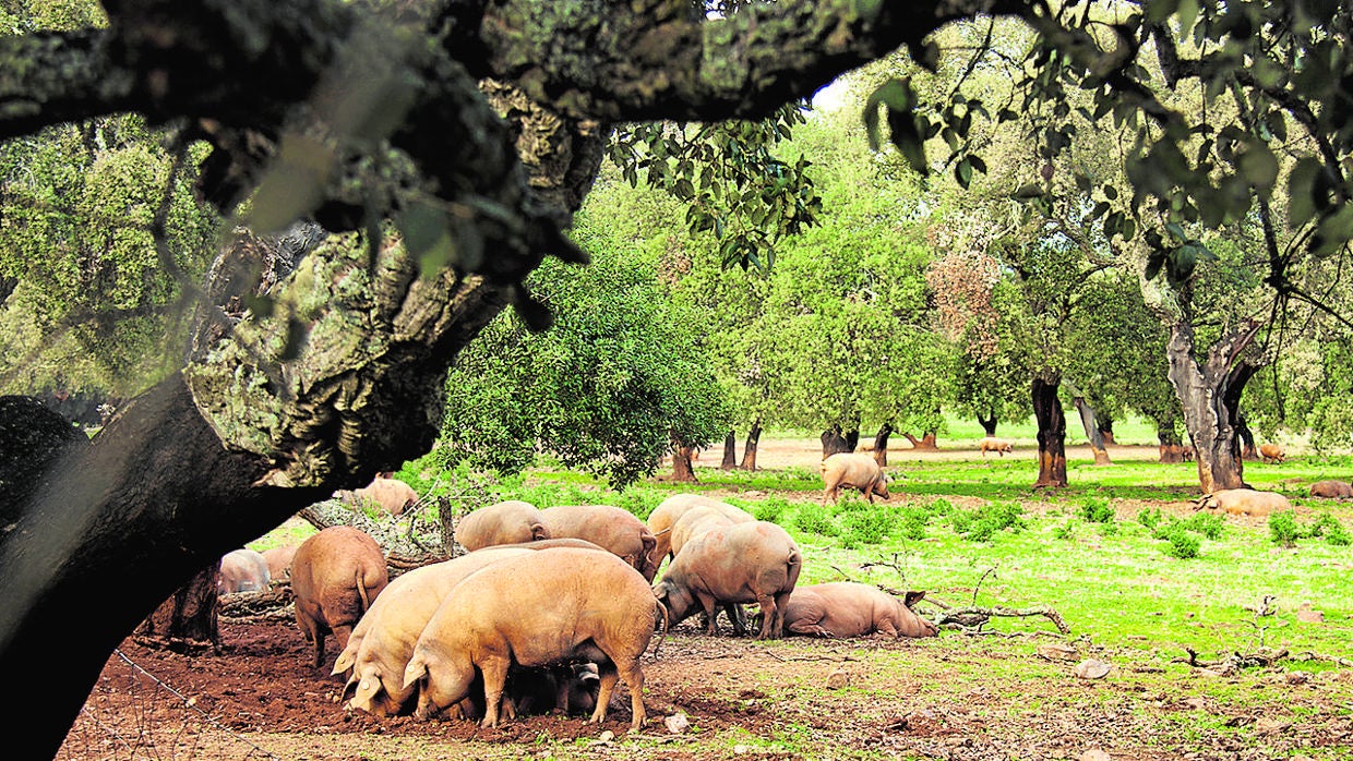 Una piara de cerdos come bellotas debajo de una encina