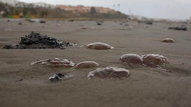 Medusas muertas en la orilla