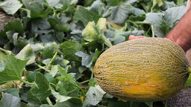 El melón, la fruta de la tradición cordobesa