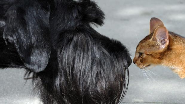 En Córdoba hay 40 perros por cada gato