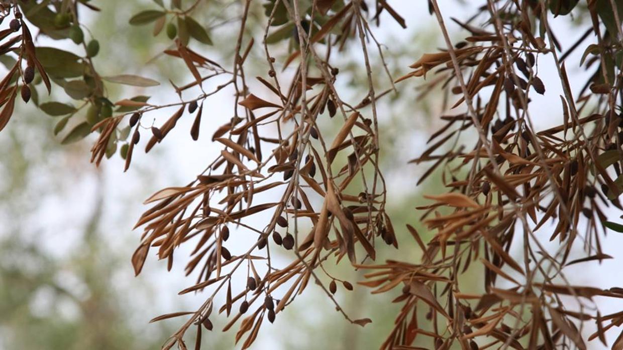 Olivo afectado por la xylella fastidiosa