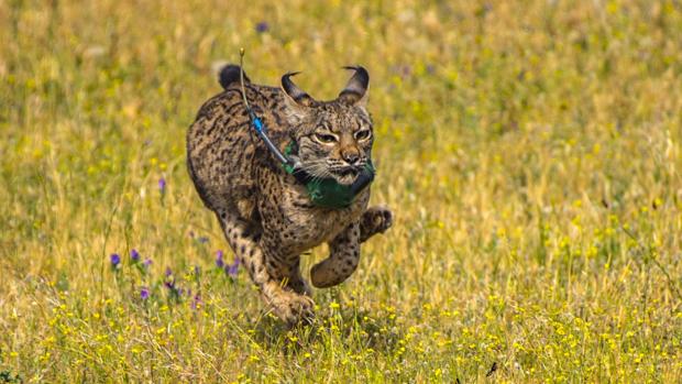 Aparece atropellado un cachorro hembra de lince