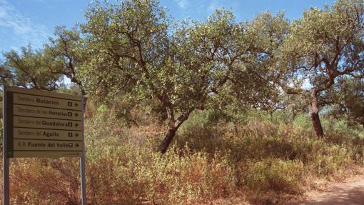 Alberga una de las zonas de bosque mediterráneo mejor conservadas de Sierra Morena -