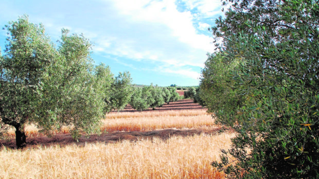 Primera cosecha de cebada plantada entre olivares