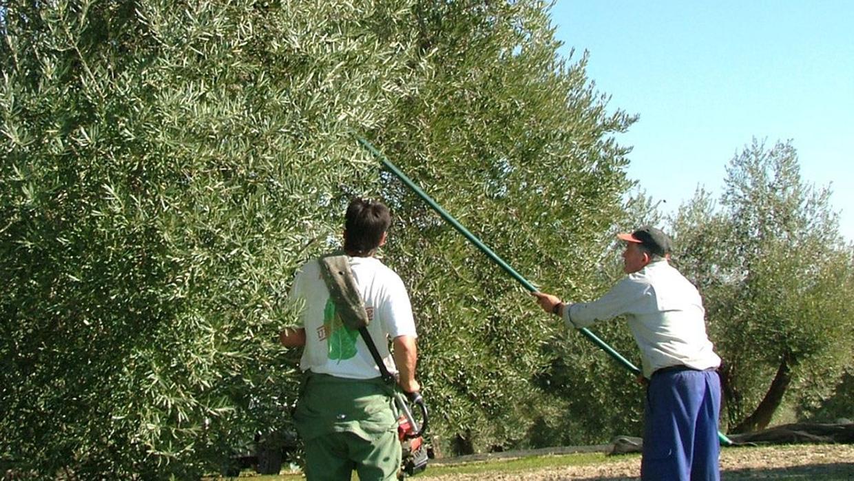 Imagen de dos olivareros en el tajo