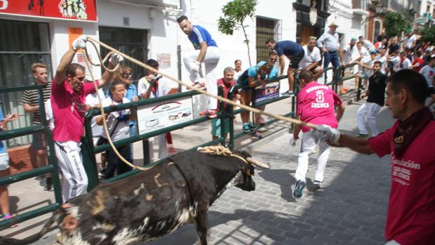 La suelta de astados anima el congreso nacional