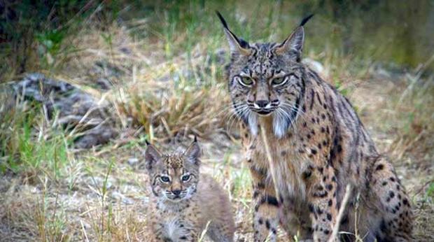 Muere el noveno lince ibérico en lo que va de año