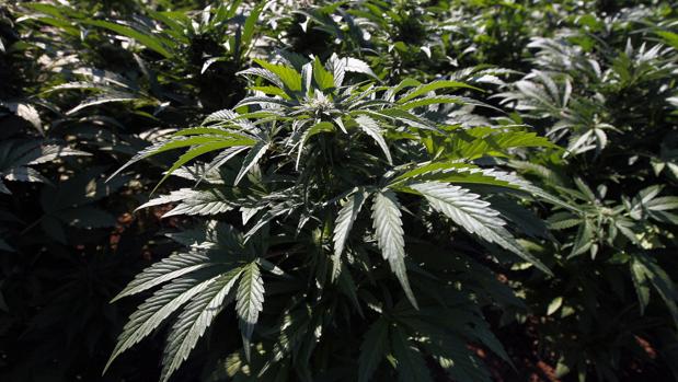 Dos detenidos por cultivar más de 1.200 plantas de marihuana en su finca de Huelva
