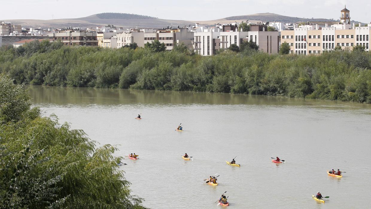 Varios piragüistas navegan por el Guadalquivir en Córdoba