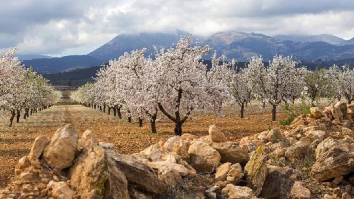 Almendros en flor