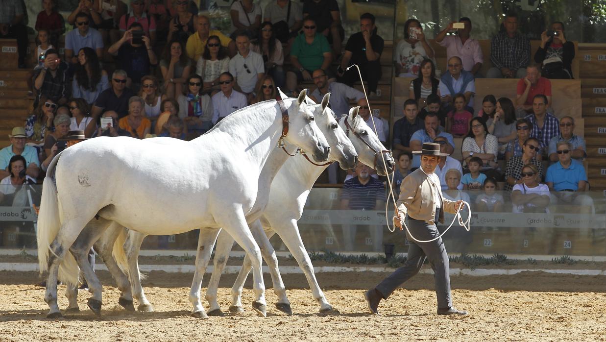 Imagen de la última jornada de Cabalcor en la que se celebró el concurso