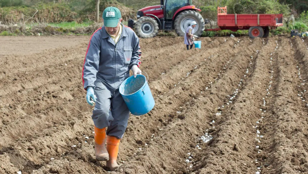 Agricultores de Lugo durante la crisis de la «pulguilla» en Galicia en 2013