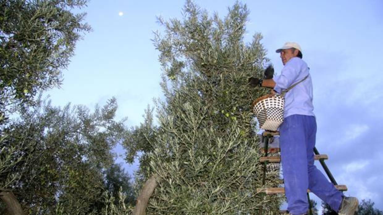 Un agricultor junto a la copa de un olivo