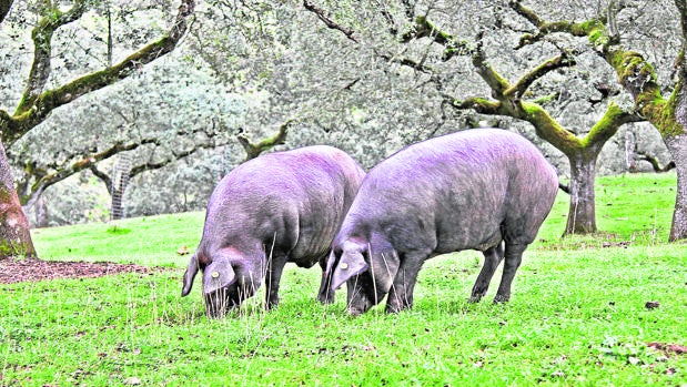 Los ganaderos de Córdoba esperan que la sequía no afecte a la montanera del cerdo ibérico