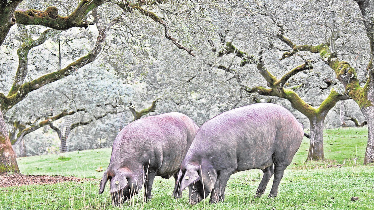 Dos cerdos ibéricos en la dehesa de Córdoba