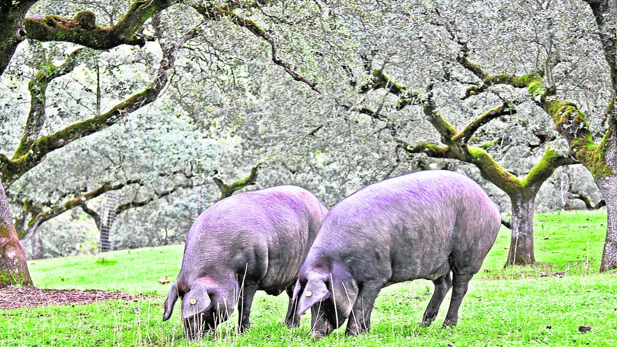 Dos cerdos ibéricos en la dehesa de Córdoba