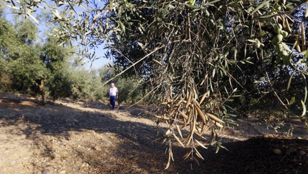 Un olivar en el término municipal de Córdoba hace unos días