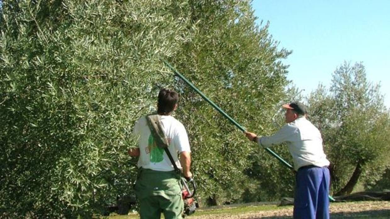 Dos trabajadores del campo barean un olivo