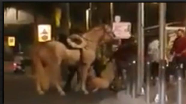 En vídeo: entra a caballo en un bar y ataca a unos policías en Motril