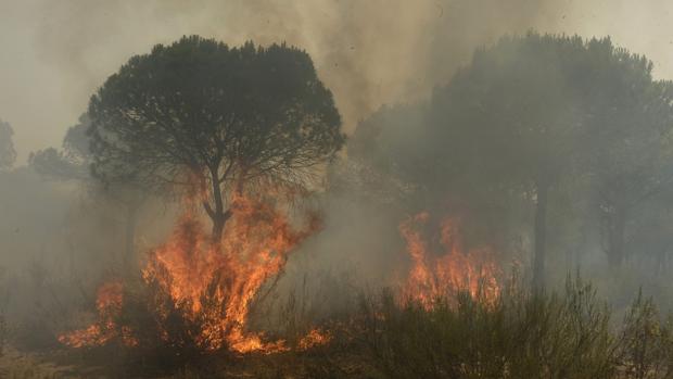 Los incendios de este año en Andalucía son los peores de la década