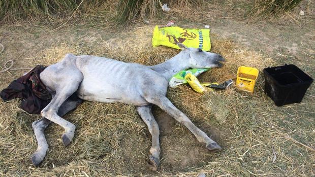 El caballo al que se dejó agonizar al pie del puente del Arenal de Córdoba