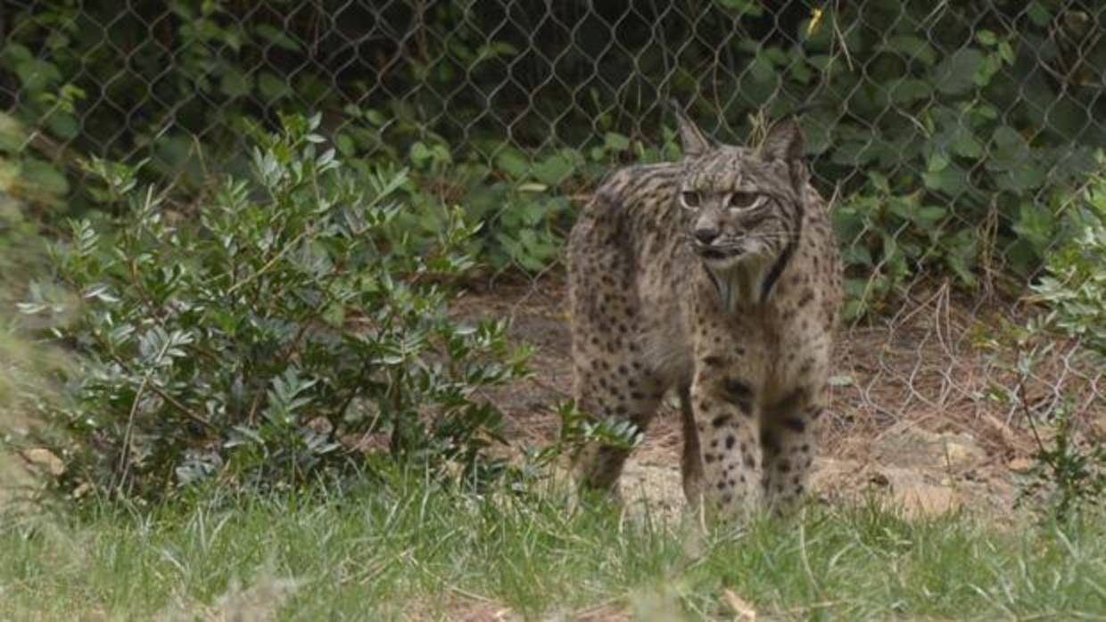 Un lince ibérico en el zoo de Madrid