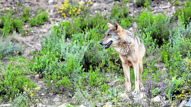 Asaja, en pie de guerra por el plan de recuperación del lobo en Sierra Morena