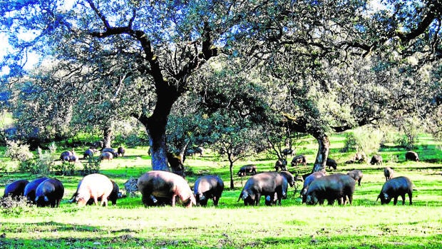 La sequía tuerce las previsiones de la montanera del cerdo ibérico en Córdoba