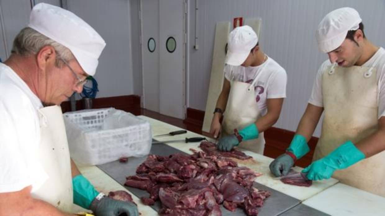 Despiece de carne de montería en una industria cárnica