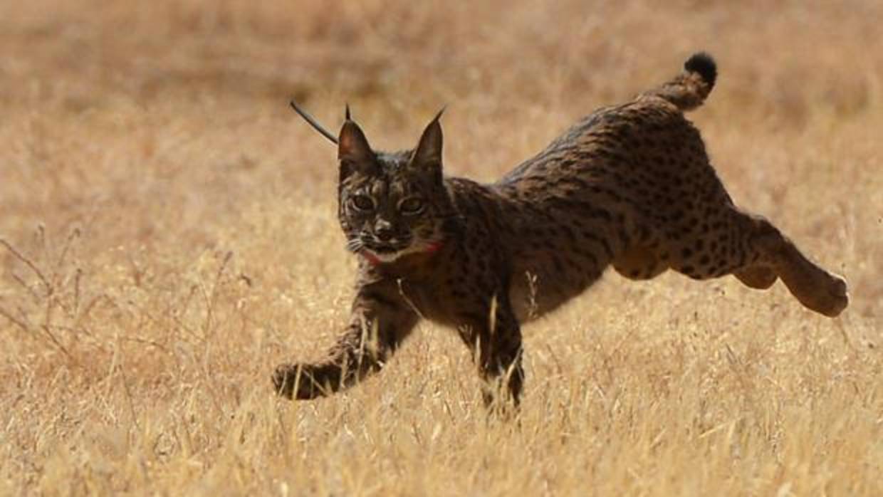 Un lince ibérico en Villafranca de Córdoba