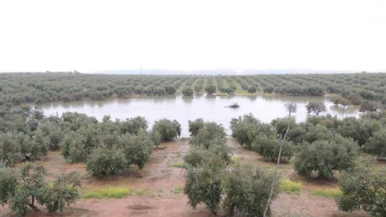 Laguna de Las Gamonosas en Baena