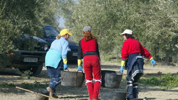 El Ayuntamiento de Baena contrata una cuadrilla de mujeres para recoger la aceituna en olivares municipales