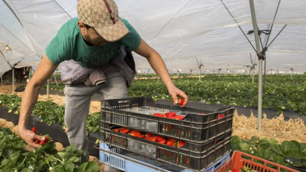 Un trabajador recolecta fresas en una explotación agrícola de Lepe