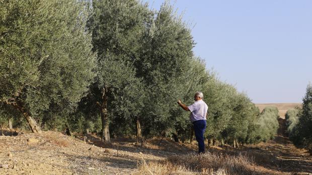 La aceituna picual, entre las variedades más resistentes a la plaga del «vivillo»