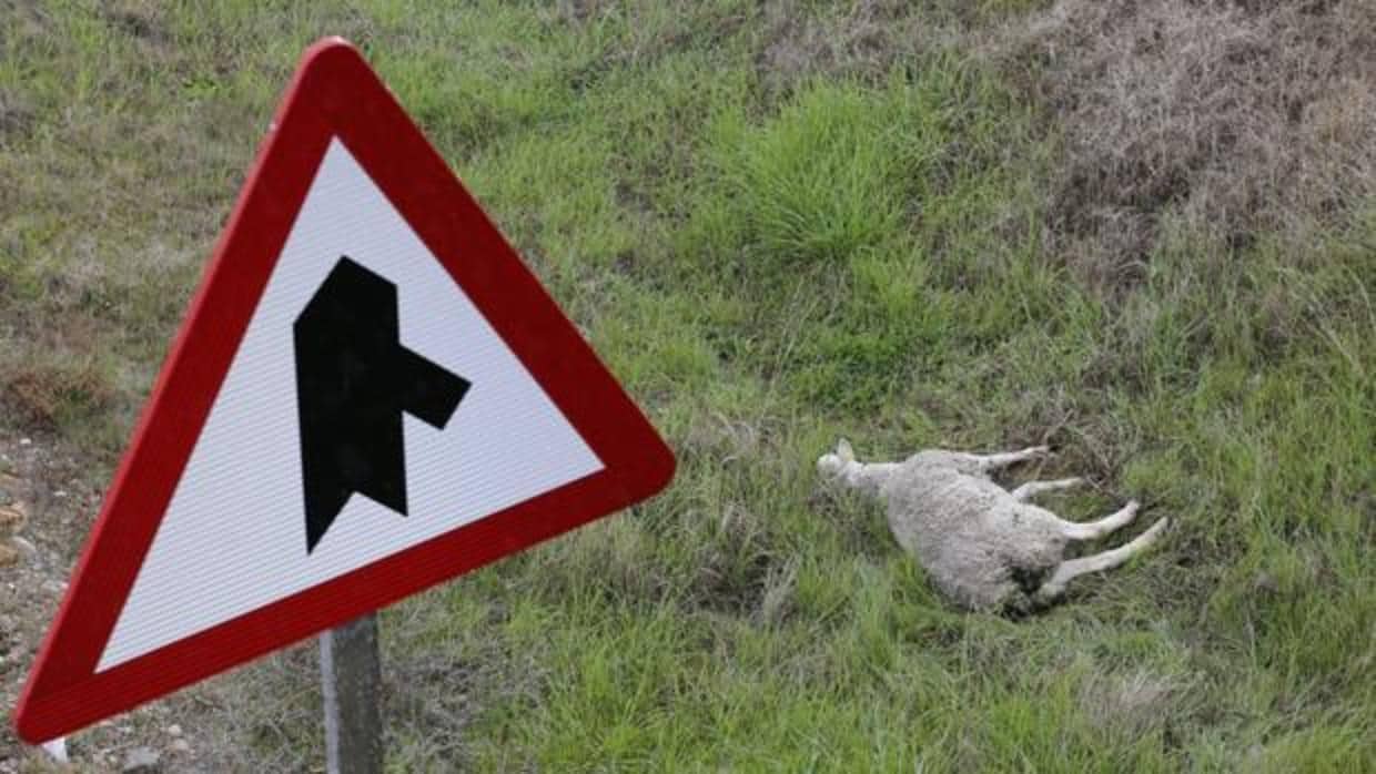 La oveja que causó el accidente en la A4 en Córdoba
