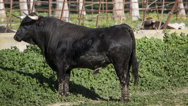 Muere un hombre de 69 años tras ser atacado por un toro en una finca de Huelva