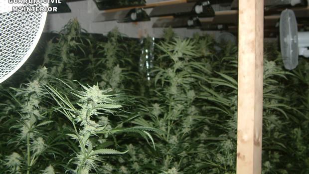 Descubren un cultivo de marihuana con 800 plantas en un incendio en Aguilar de la Frontera