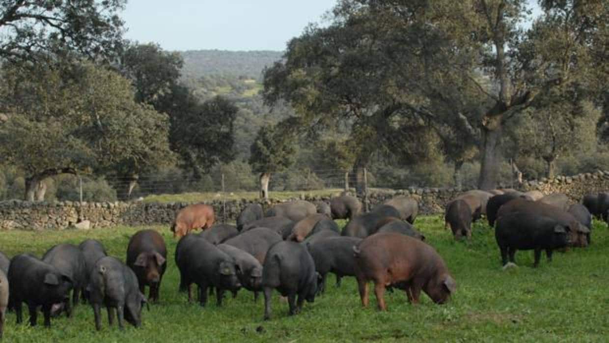Cerdos pastando en Los Pedroches