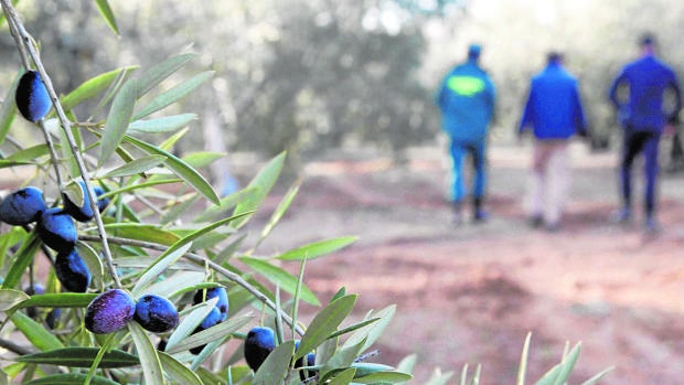 Asaja Córdoba pide a los ayuntamientos un servicio de guardas rurales con cargo al IBI de rústica