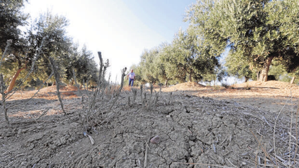 Aspecto de la tierra seca por falta de precipitaciones en un olivar