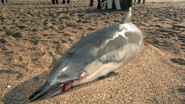 Aparecen dos delfines muertos en Andalucía