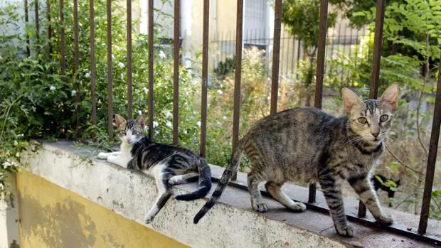 «No somos las locas de los gatos»: Málaga estrena su «patrulla gatuna»
