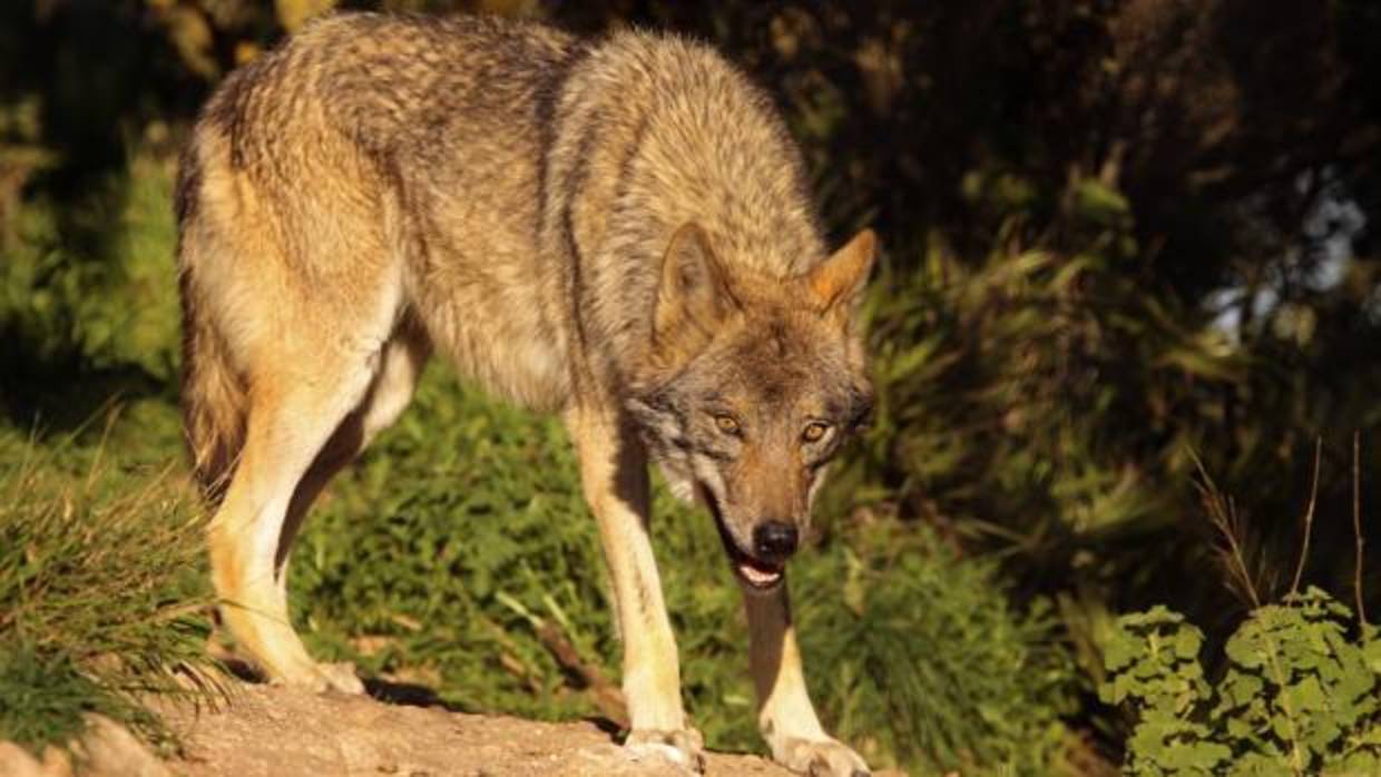 Un lobo ibérico