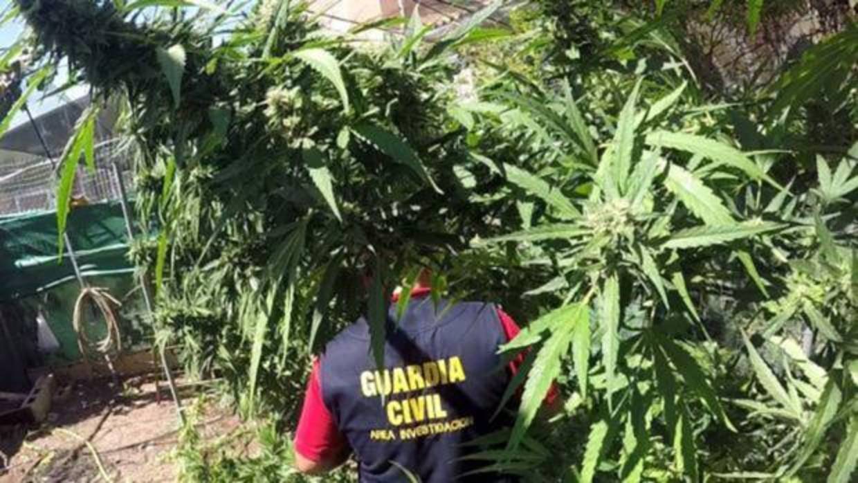 Plantas intervenidas por la Guardia Civil