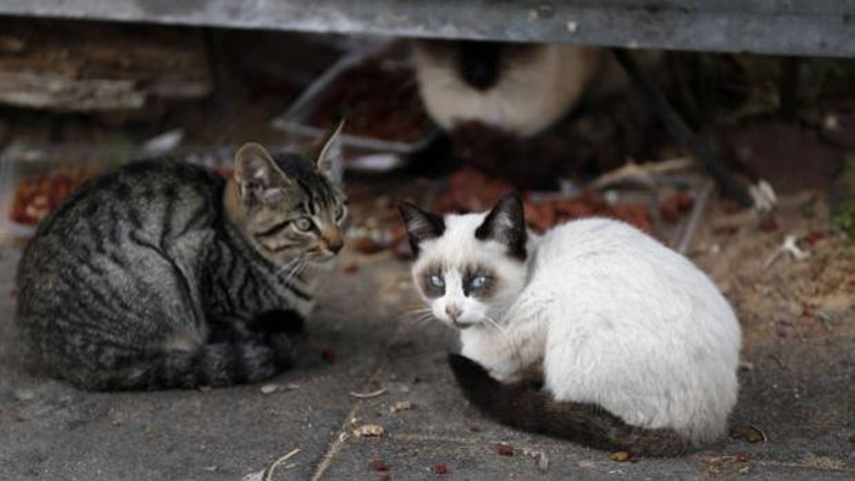 Dos gatos callejeros en Córdoba